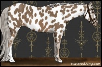 Horse Color:Chocolate Palomino Near Leopard 