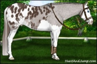 Horse Color:Liver Chestnut Sabino Splash Appaloosa 