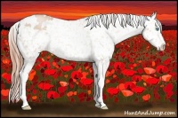 Horse Color:Buckskin Pearl Appaloosa 