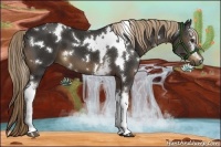 Horse Color:White Spotted Liver Chestnut 