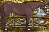 Horse Color:Chocolate Black