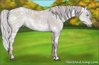 Horse Color:White Spotted Chocolate Silver Grullo Chinchilla Ice Sabino 