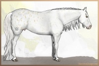 Horse Color:Silver Buckskin Dun Appaloosa 
