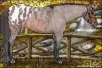 Horse Color:Bay Roan Appaloosa 