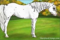 Horse Color:Liver Chestnut Sabino 