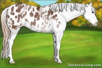 Horse Color:White Spotted Chestnut Appaloosa Rabicano