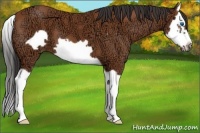 Horse Color:Bay Ice Splash Frame 