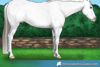 Horse Color:Liver Chestnut Appaloosa 