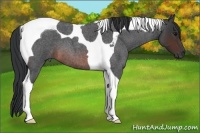 Horse Color:Brown Roan Tobiano