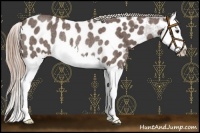 Horse Color:Liver Red Roan Splash Near Leopard Rabicano 