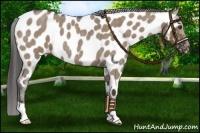 Horse Color:Liver Red Dun Roan Appaloosa