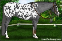 Horse Color:Black Sabino Appaloosa 