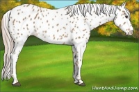 Horse Color:Palomino Appaloosa