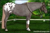 Horse Color:Liver Chestnut Appaloosa 