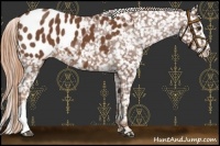 Horse Color:Chestnut Appaloosa 