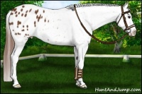 Horse Color:Chestnut Snowflake Varnish 