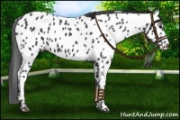 Horse Color:Black Near Leopard 