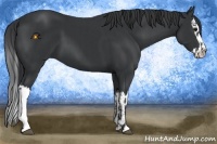 Horse Color:Black and Black Splash