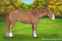 Horse Color:Chestnut Splash 