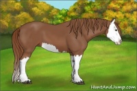 Horse Color:Chestnut Splash