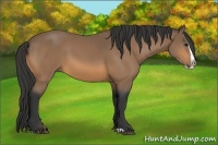 Horse Color:Buckskin Splash
