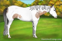Horse Color:Buckskin Roan Splash Tobiano Rabicano 