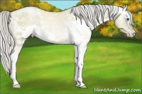 Horse Color:White Spotted Chocolate Palomino Pearl Dun Splash Brindle 