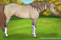 Horse Color:Buckskin Dun Appaloosa