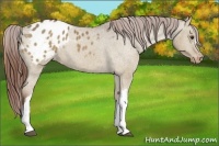 Horse Color:Red Dun Appaloosa 