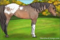 Horse Color:Bay Appaloosa 