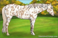 Horse Color:Gold Champagne Dun Appaloosa  and Red Dun Appaloosa 