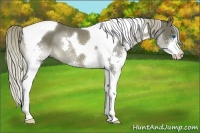 Horse Color:Liver Chestnut Splash Tobiano Rabicano 