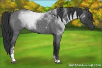 Horse Color:Blue Roan Sabino