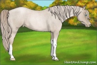 Horse Color:Chocolate Palomino Roan Pearl 