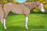 Horse Color:Red Dun Roan Sabino Splash 