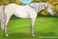 Horse Color:Chocolate Palomino Roan Dun 