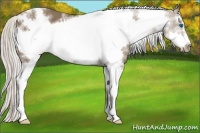 Horse Color:White Spotted Silver Smoky Black Sabino Frame 