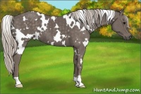 Horse Color:White Spotted Silver Black 