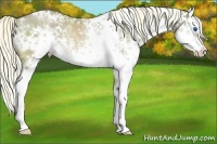 Horse Color:White Spotted Liver Red Dun Splash Rabicano Brindle 