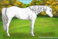 Horse Color:White Spotted Liver Chestnut 