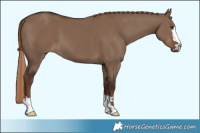 Horse Color:Liver Red Dun 