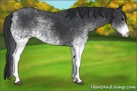 Horse Color:White Spotted Black 
