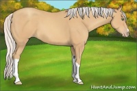 Horse Color:Silver Sable Champagne 