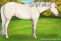 Horse Color:Gold Cream Champagne Pearl