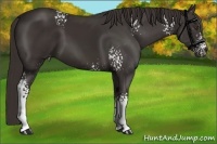 Horse Color:White Spotted Liver Chestnut