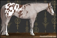 Horse Color:Bay Sabino Blanket Rabicano 