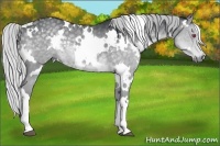 Horse Color:White Spotted Silver Grullo Chinchilla 