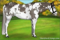 Horse Color:White Spotted Liver Chestnut Splash 