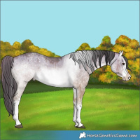 Horse Color:White Spotted Buckskin Dun Rabicano Brindle 