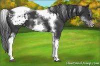 Horse Color:White Spotted Black Splash Tobiano Frame Appaloosa 